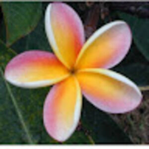 Meet your Posher, Shelley